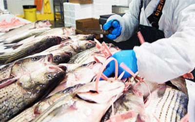 海鮮水產(chǎn)冷庫(kù)的建造及設(shè)計(jì)要點(diǎn)！